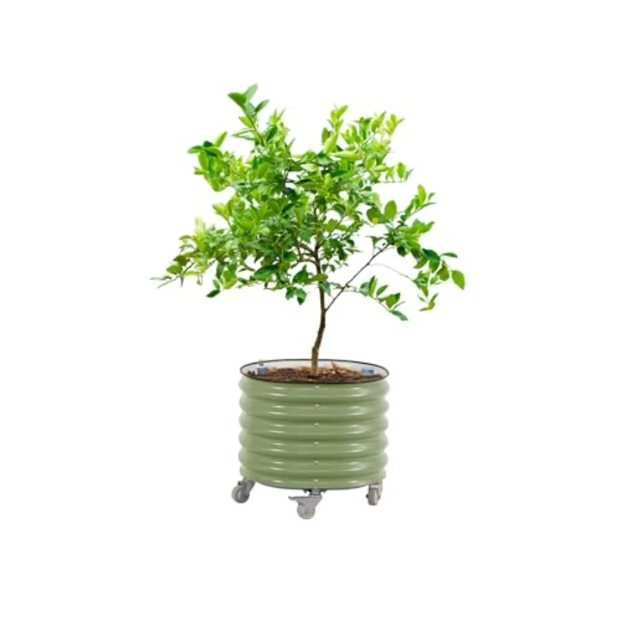 Self Watering Planter - Pot à plantes roulant pour agrumes