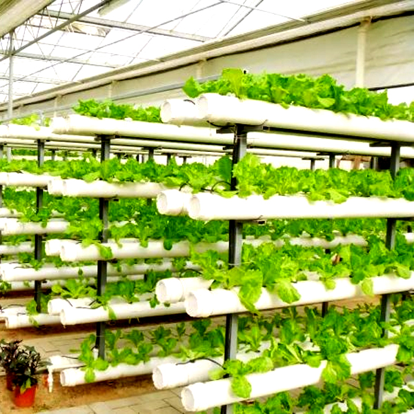 Systèmes de culture hydroponiq - Hydroponic Tower avis et prix