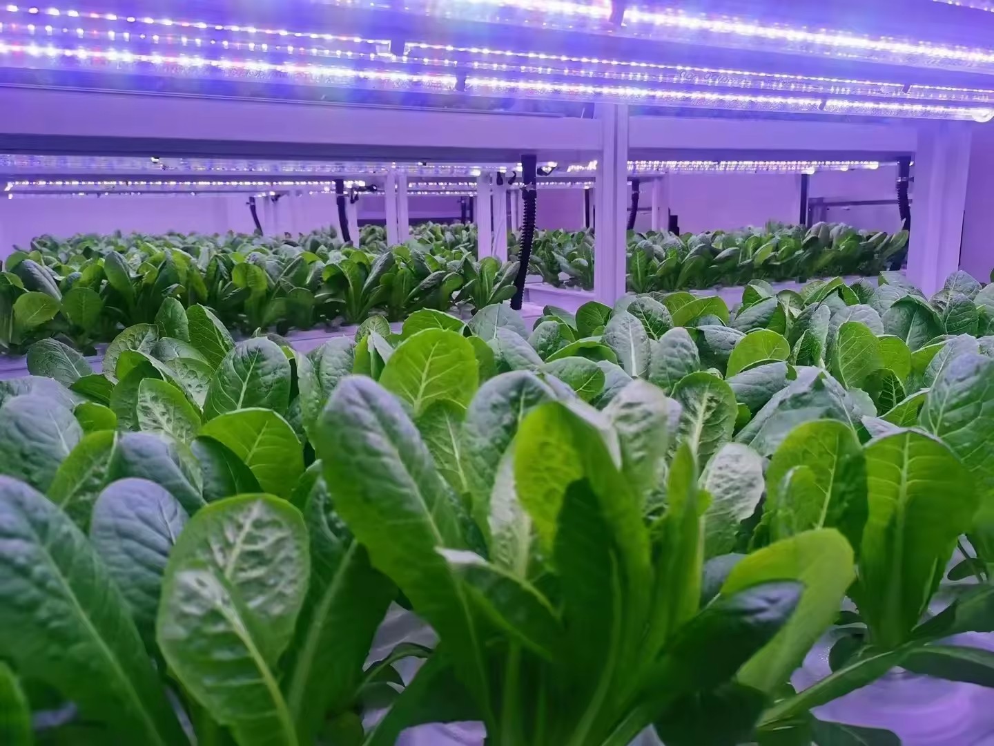 F serre équipement agricole gr - Hydroponic Tower avis et prix