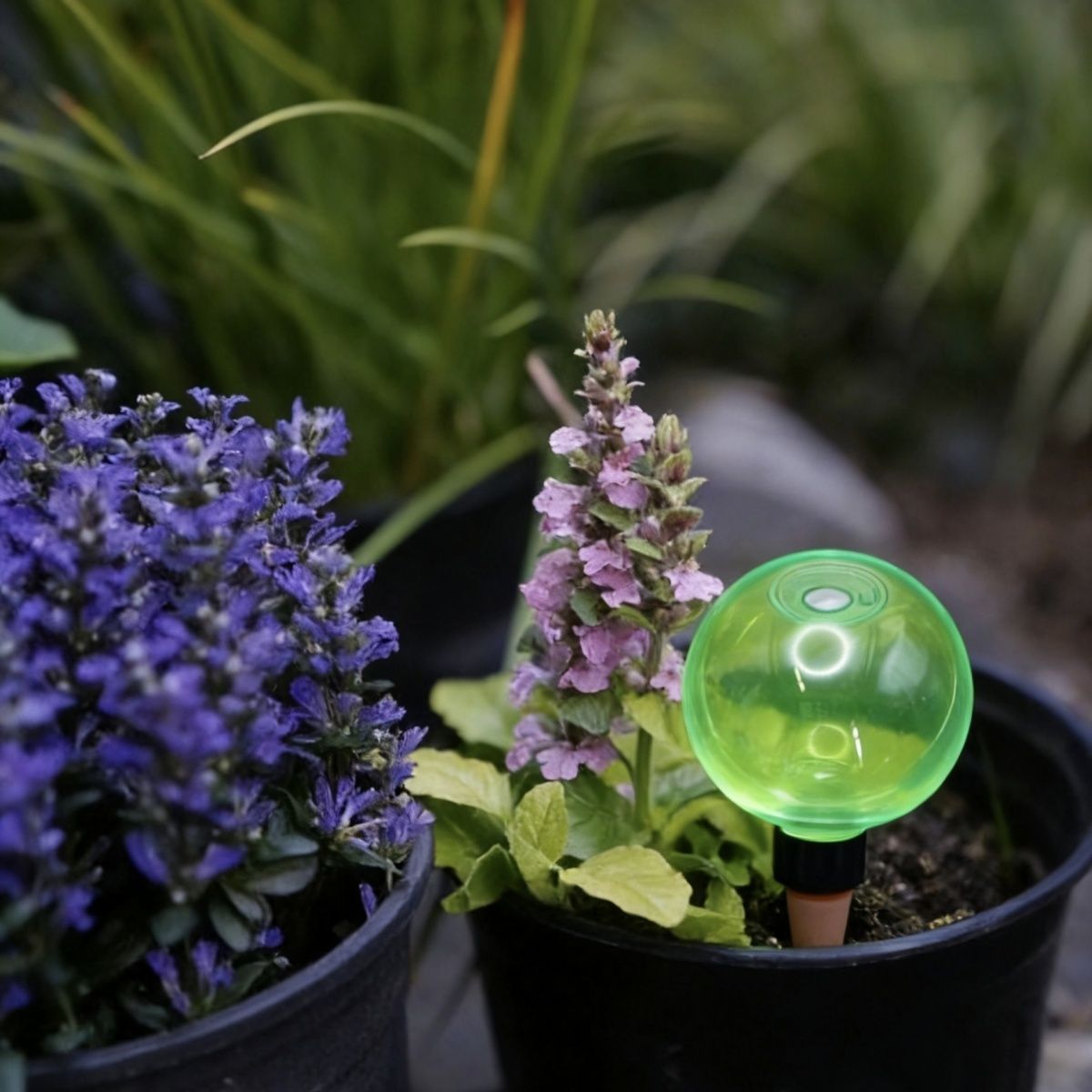 3 globes d'arrosage automatiqu - Self Watering Planter avis et prix