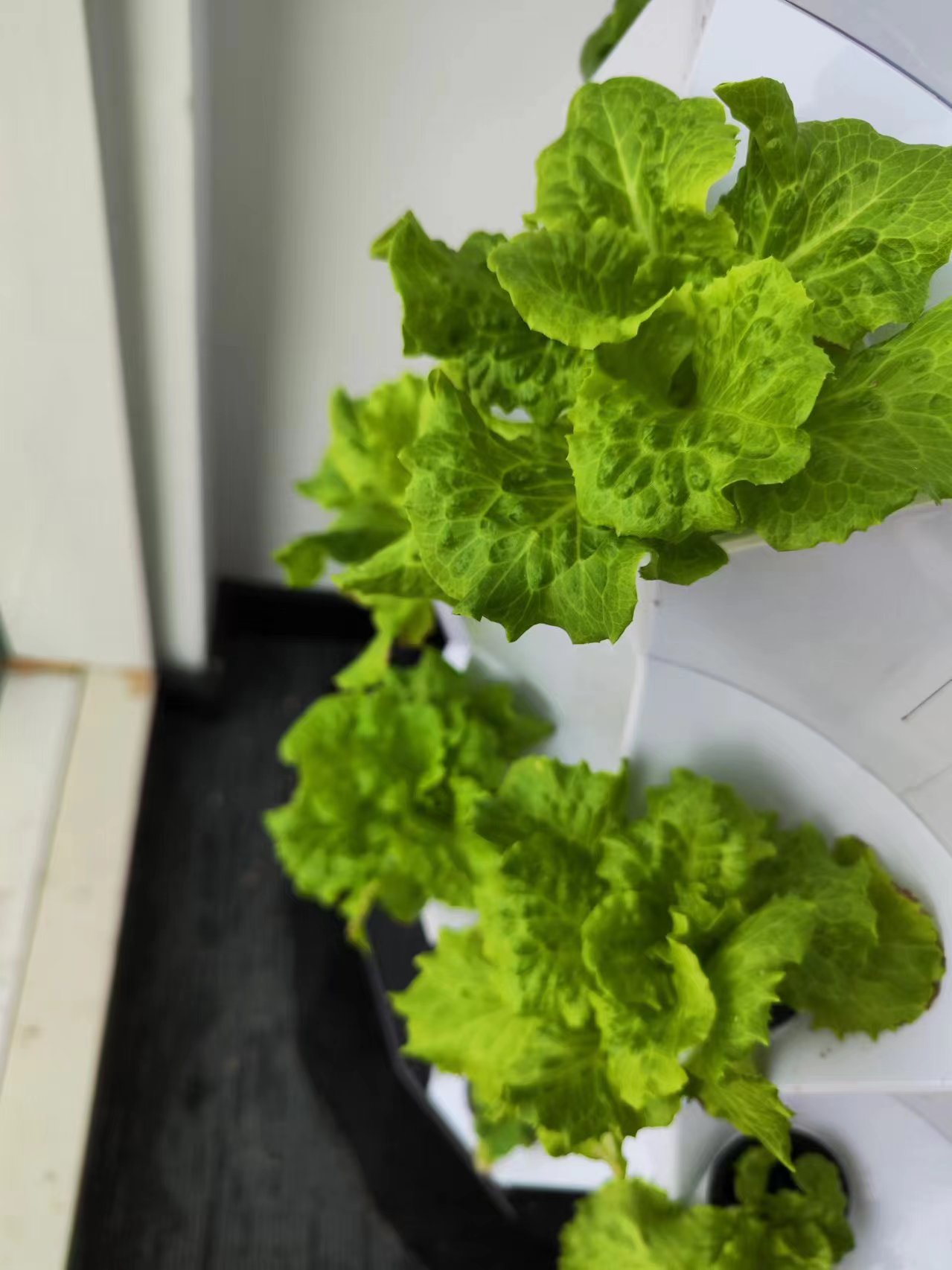 Systèmes d'irrigation goutte à - Hydroponic Tower avis et prix